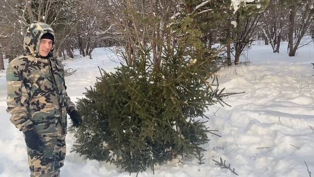 В лес за ёлкой!..