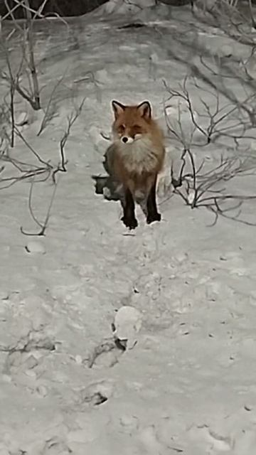 Воркута.Лисица пришла в город.