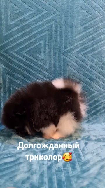 Померанский шпиц триколор