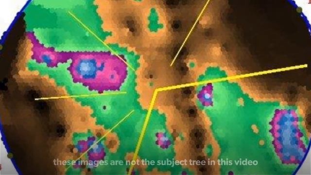 “Tree Radar” Sonic Tomography