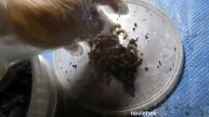 Расширяем ассортимент. Зелёная дендробена. Зелёный выползок.