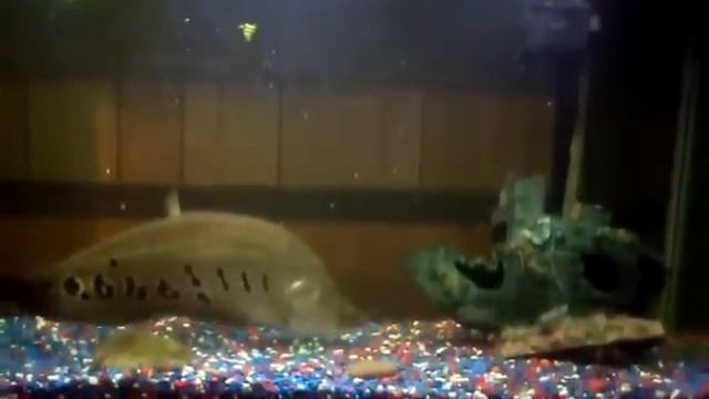 my clown knife fish eating :) 2!!
