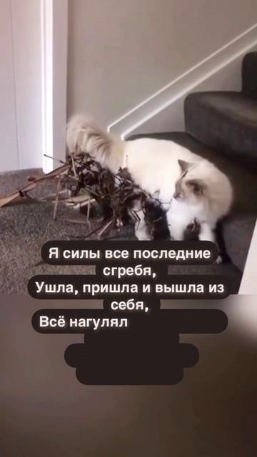 Я нагулялась!