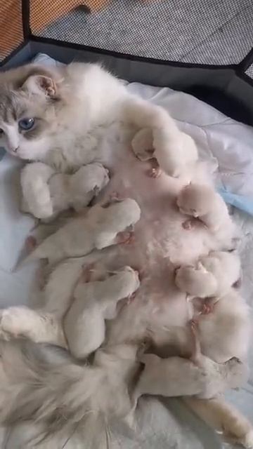 Многодетная мама-кошка
