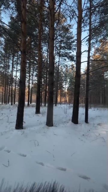 Катание на снегоходе в Белово