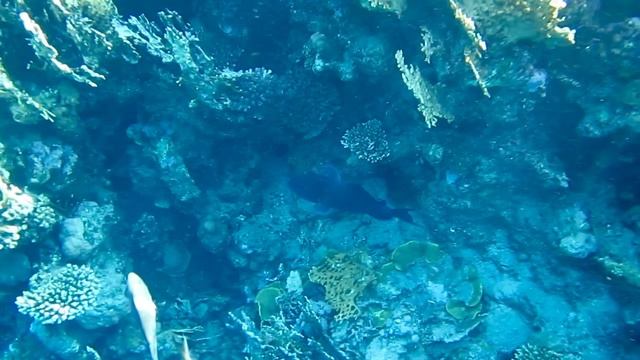 Голубой псевдобалист. Красное море. Шарм-эш-Шейх. Шаркс-Бей. 2024