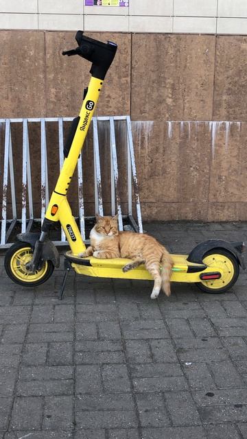 Кот