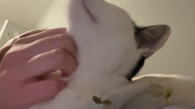 Кошка Бася