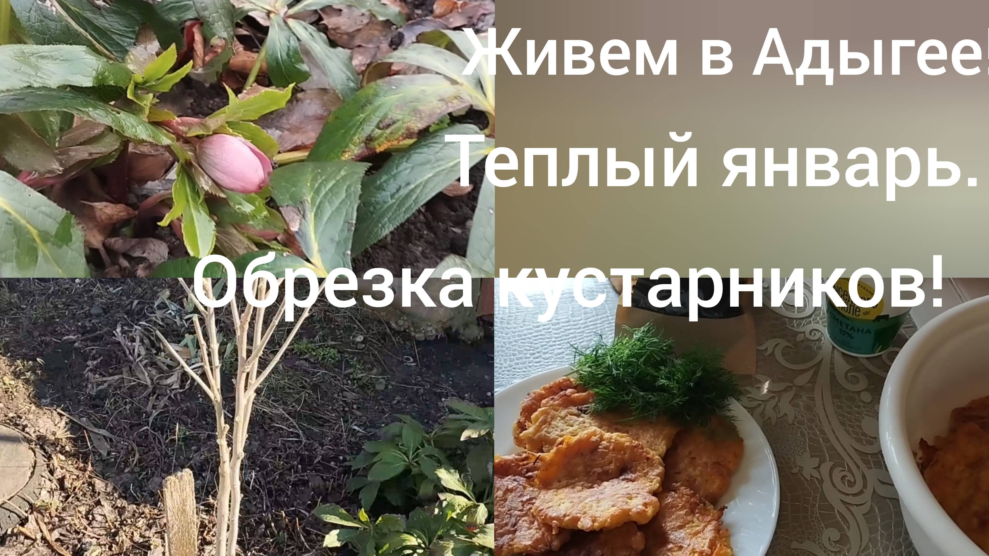 Переехали в Адыгею/Обрезка гибискуса и барбариса в январе/Теплая зима/Оладушки из тыквы