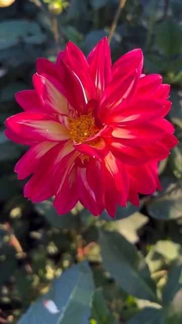 Dahlias paradise #flowers #paradise #dahlias #fountain #garden #summer