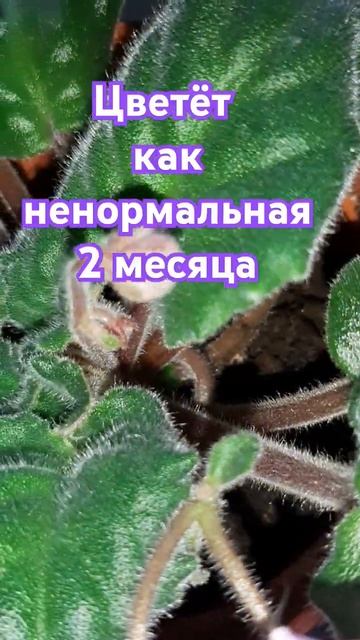 можно  оформить кредитку 60 дней без %. Она бесплатная и с кэшбэком до 100%: https://alfa.me/HTh2fD