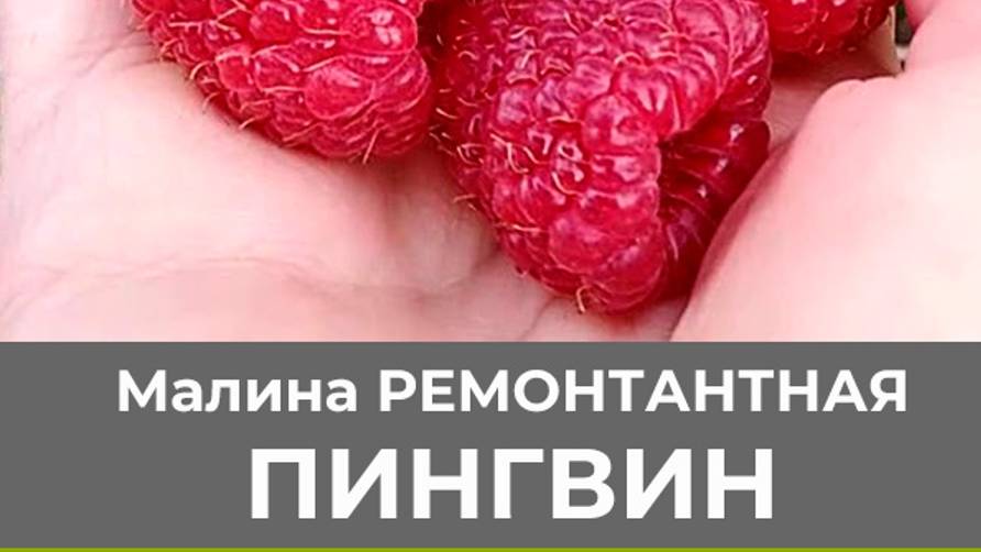 Обзор ремонтантной малины сорта Пингвин