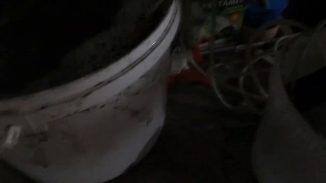 Гибнет дендробена (дождевой червь), один из способов лечения .