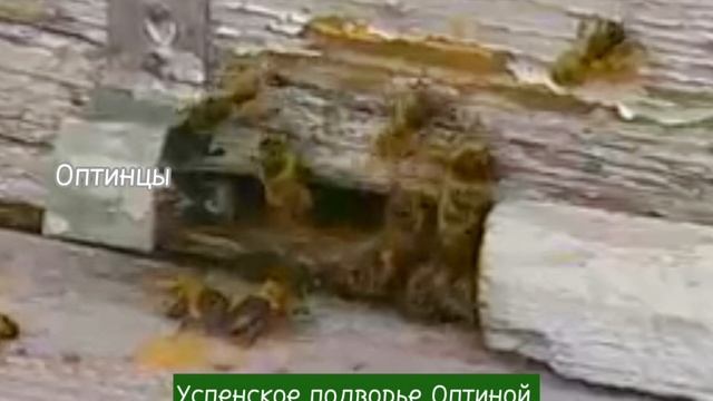 На Успенском подворье монастыря разводят страусов .mp4