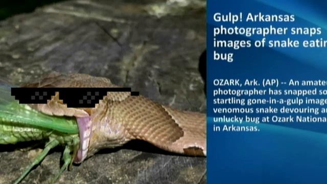 Arkansas photographer - snaps images of snake eating bug