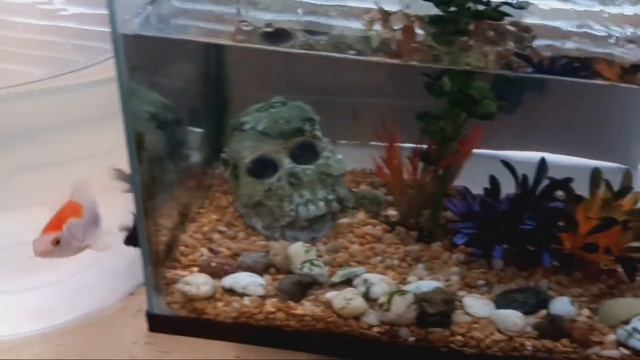 Fish tank cleaning,  trouble with the rock tumbler.. An aggravating day..