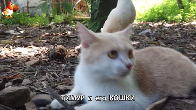 Пекинский селезень Тимур и его кошки 🥰 серия (33)