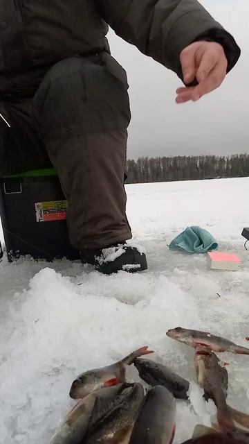 РАЗДАЧА ОКУНЯ в глуши