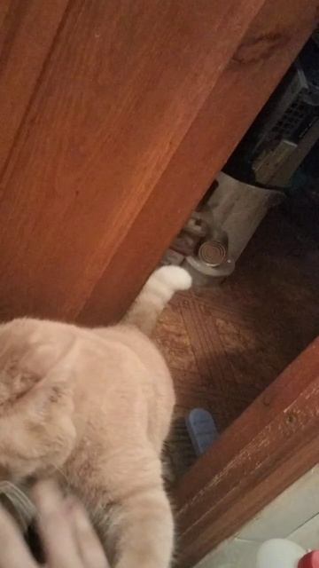 scene_output.mp4