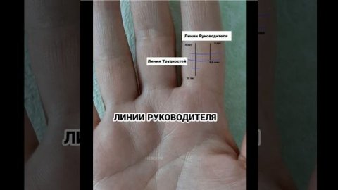 Линии руководителя