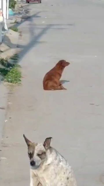 Балерина