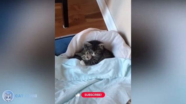 Cat Coub - Animals / Лучшие кубы с животными
