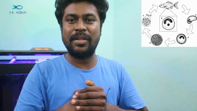ICH Life Cycle - Parasite Disease | Tamil | SK Aqua | SK Aquatic |