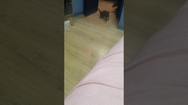 игривая кошечка