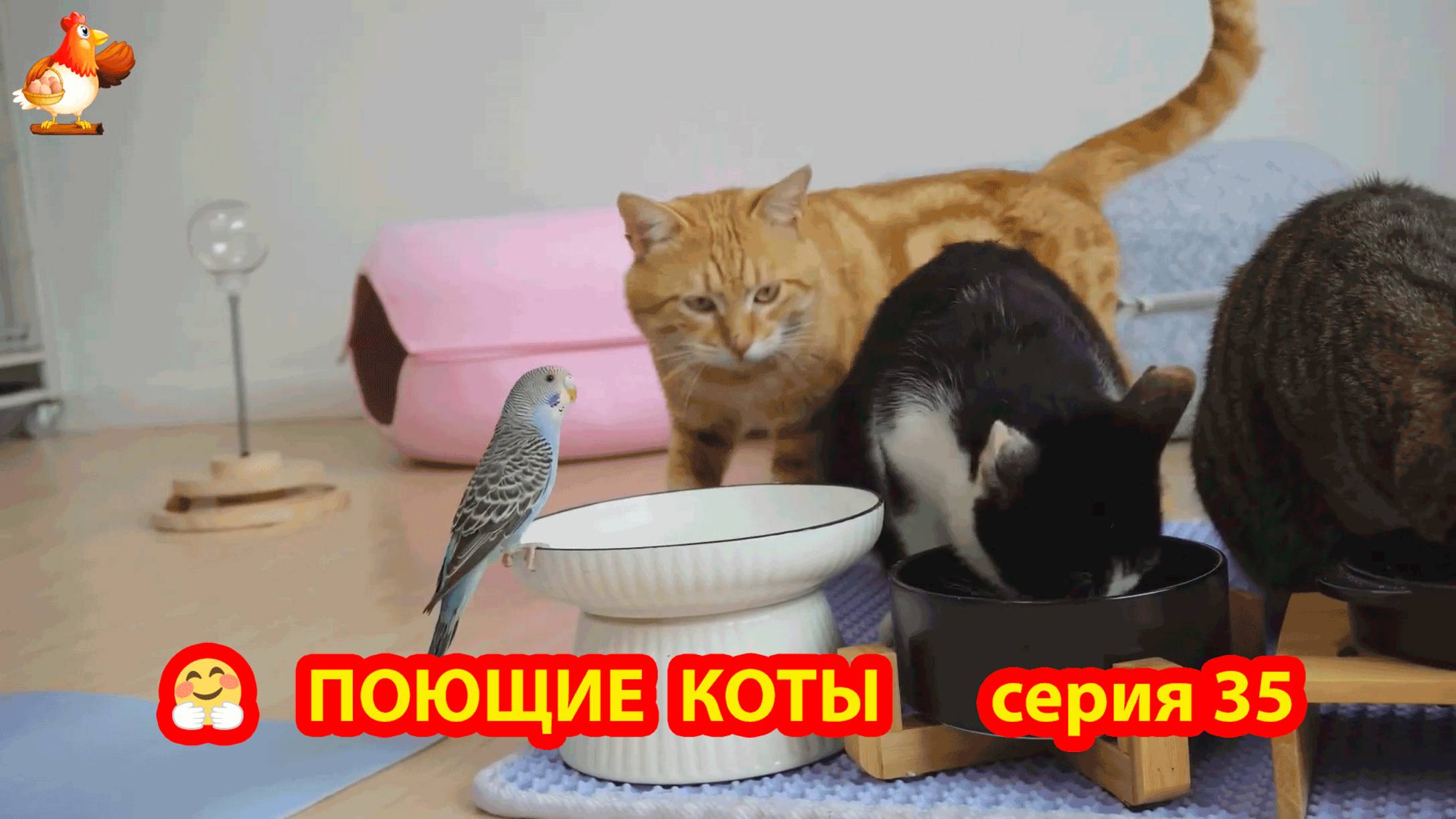 Крутые коты у птичьего двора серия (35) 🐈🐈⬛😹 Природа Абхазии и подворье с птицами и животными ❣️