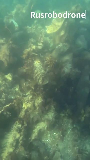 Rusrobodrone_осмотры #кольскийполуостров #подводныеработы #аквакультура #rov #shorts