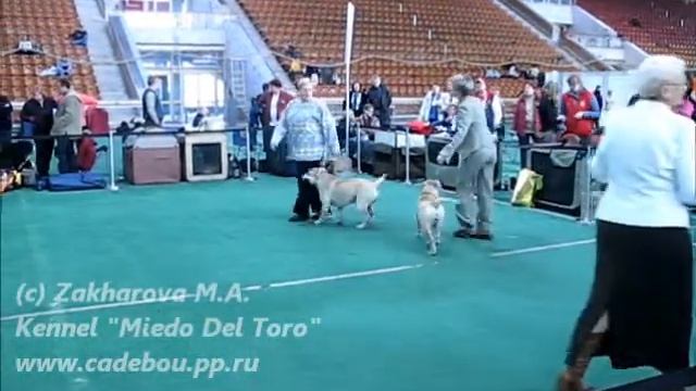 Золотой Ошейник 2007/Golden Collar 2007