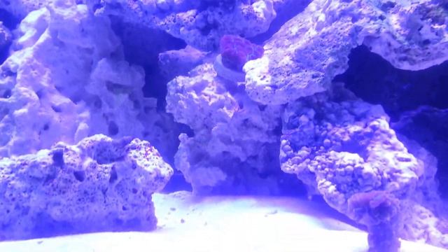 180 Gallon Salt Water Aquarium Tank 3 months running, coral, shrimp, fish, !