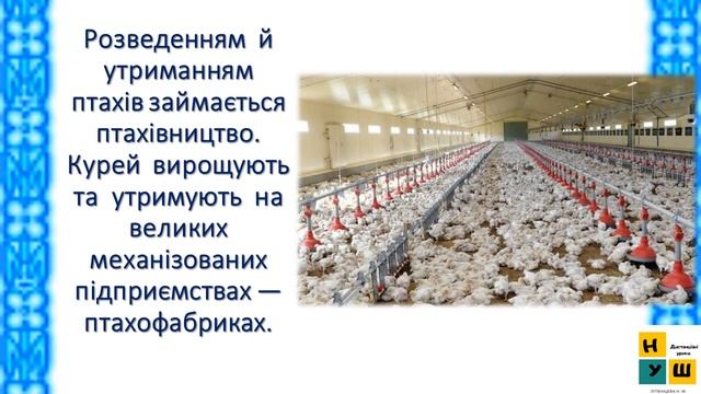 ЯДс 77 ТВАРИННИЦТВО  4 клас Жаркова