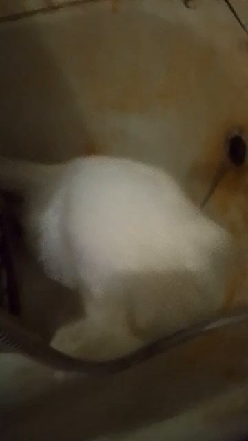 кот хочет пить