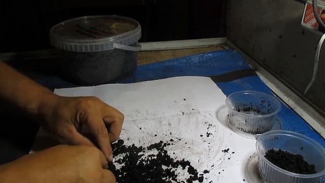 Во сколько увеличится популяция дендробены за год! 1 часть.