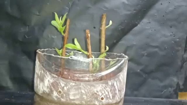 Выращивание дерева гуавы с использованием алоэ вера