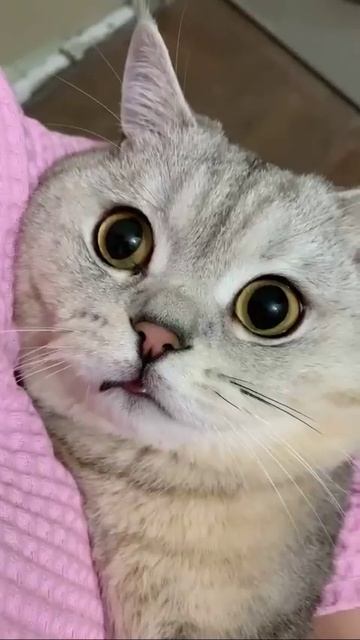 Мы в ВК https://vk.com/life_of_cats