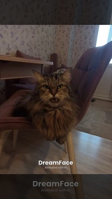 мой поющий кот Феня