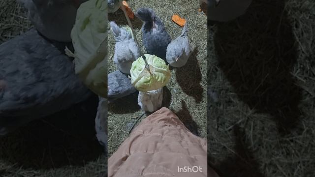 Лучшие витамины зимой для яйценоскости кур