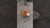 Моя птичка.Ломан браун.