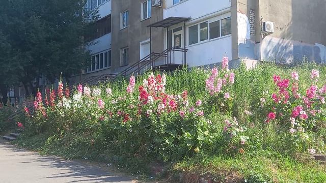 Мальва - королева июля.