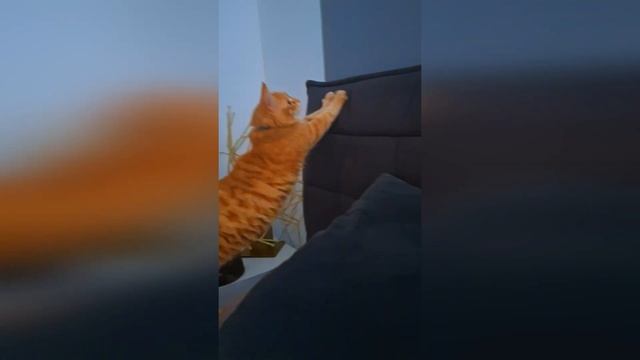 Кис-кис-мяу-вот и вся музЫка!#cats #коты #funnycats#catsvideo #funnymoments #смешныекоты#funnyvideo