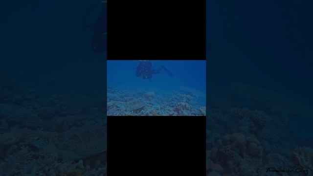 Дайвинг в Красном море. Черепаха на кораллах. Египет, Хургада