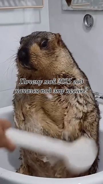 Бобер