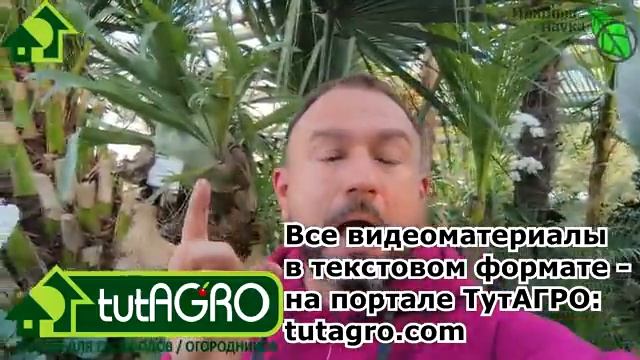РАССАДА КРЕПКАЯ, КОРНИ ТОЛСТЫЕ и ПУШИСТЫЕ. В какой грунт посеять семена на рассаду правило корня.