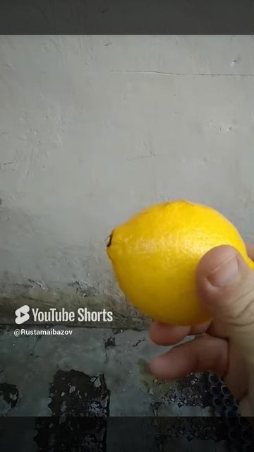 The word Allah on lemon.mp4