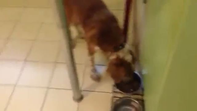 Dog discipline