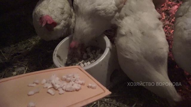 Сало курам зимой