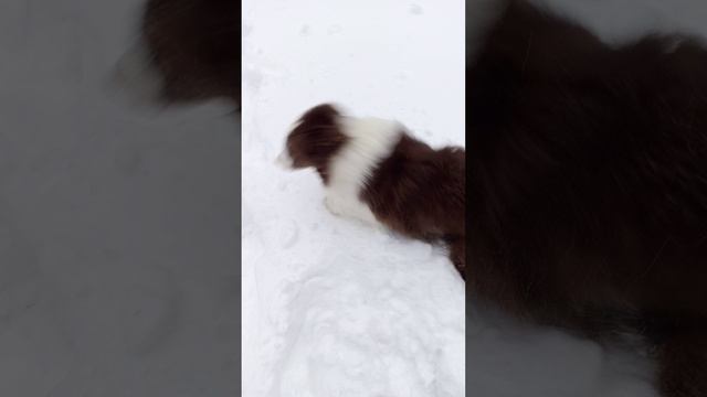 Барьер - качели - зима. Аусси Мишка. Видео от 16.12.2024 г.