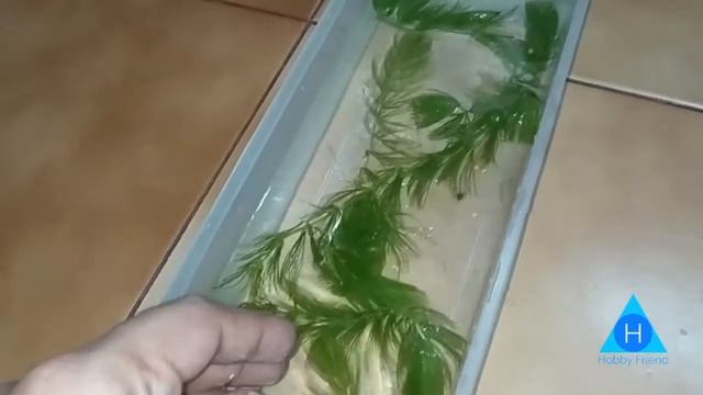 Easy and Hardy Aquatic plant - Fox tail - Explanation in Tamil